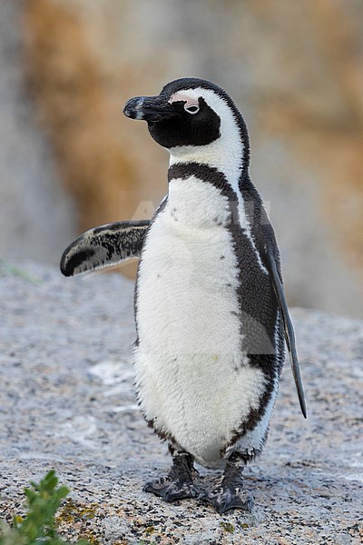 African Penguin (Spheniscus demersus), front view of an adult standing on a rock, Western Cape, South Africa stock-image by Agami/Saverio Gatto,