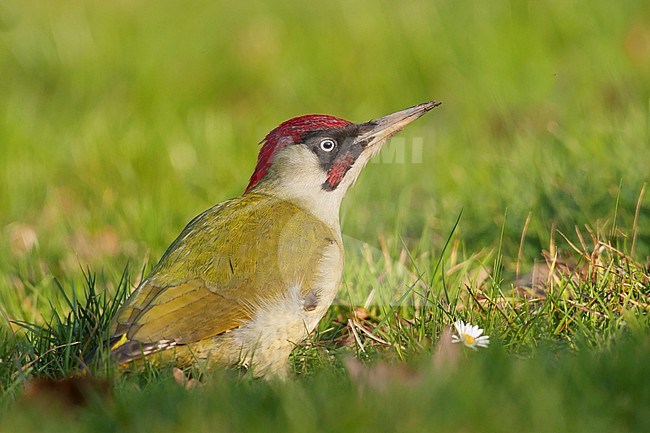 Eurasian Green Woodpecker - Grünspecht - Picus viridis ssp. viridis, Germany, adult male stock-image by Agami/Ralph Martin,