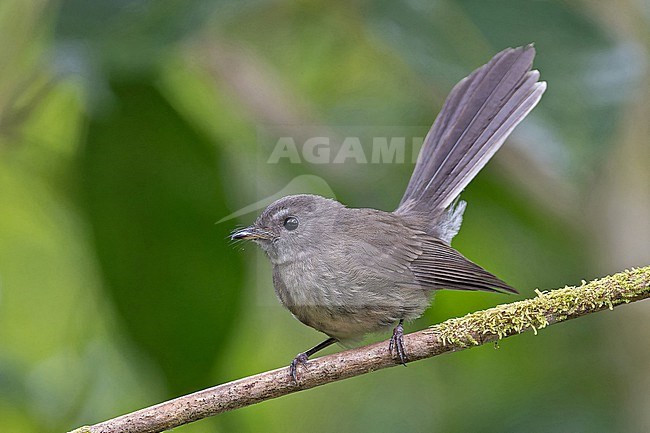 Rennell Fantail, Rhipidura rennelliana, on Rennall island in the Solomon Islands. stock-image by Agami/Pete Morris,