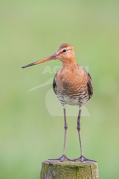 Grutto, Black-tailed Godwit, Limosa limosa stock-image by Agami/Menno van Duijn,