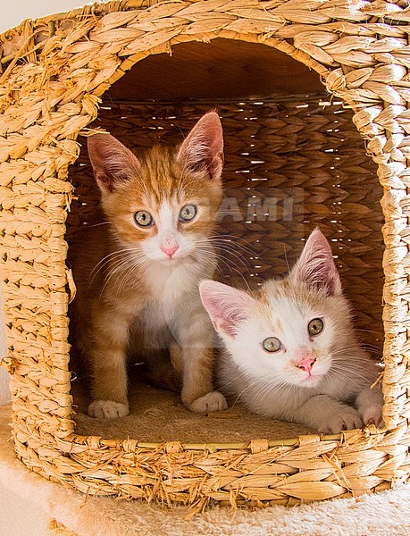 Young cat, kitten stock-image by Agami/Wil Leurs,