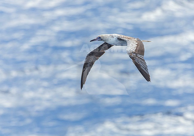 Subadult Red-footed booby (Sula sula rubripes) at sea in the Pacific Ocean, around the Solomon Islands. stock-image by Agami/Marc Guyt,