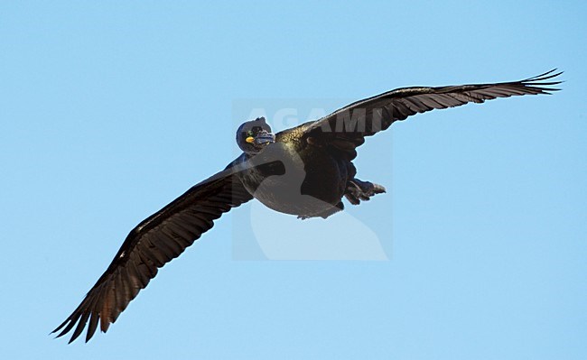 Volwassen Kuifaalscholver in de vlucht; Adult European Shag in flight stock-image by Agami/Markus Varesvuo,