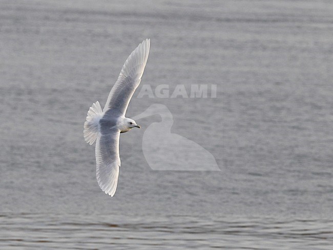 Kleine Burgemeester, Iceland Gull, Larus glaucoides stock-image by Agami/Hugh Harrop,