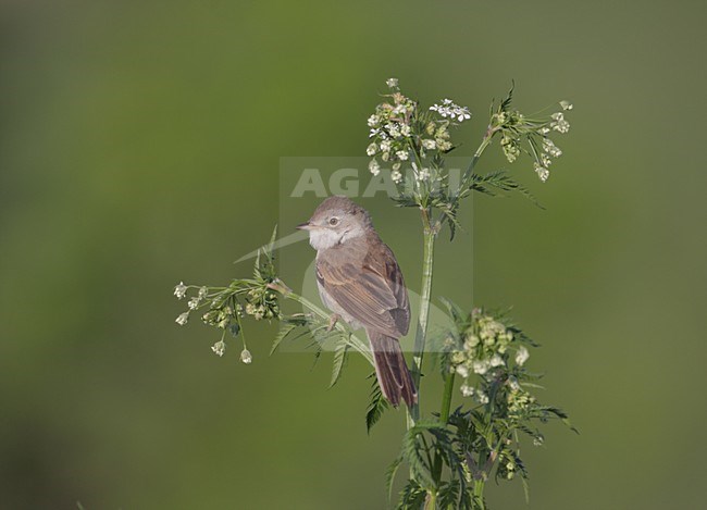 Grasmus in takje; Common Whitethroat on twig stock-image by Agami/Reint Jakob Schut,