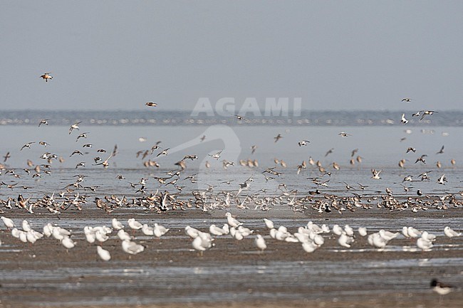 Grote groepen vogels in Westhoek; Bird flocks at Westhoek stock-image by Agami/Marc Guyt,