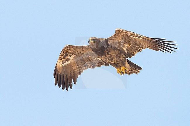 Steppe Eagle (Aquila nipalensis orientalis), immature in flight stock-image by Agami/Saverio Gatto,