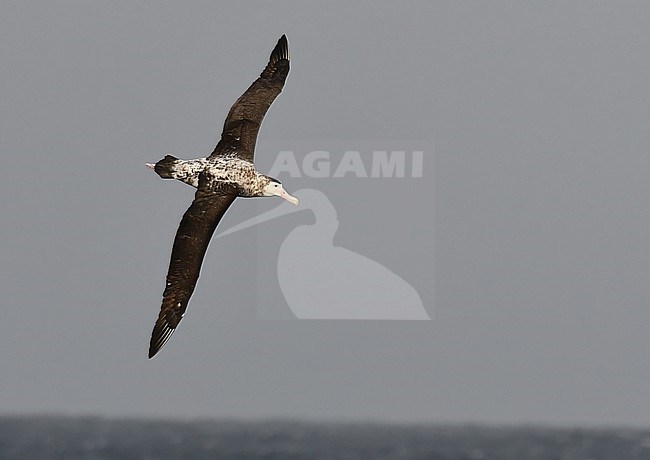 Immature Snowy Abatross, Diomedea exulans, at sea between South Georgia and Gough, in the Southern Atlantic ocean. Also known as the white-winged albatross or wandering albatross. stock-image by Agami/Laurens Steijn,