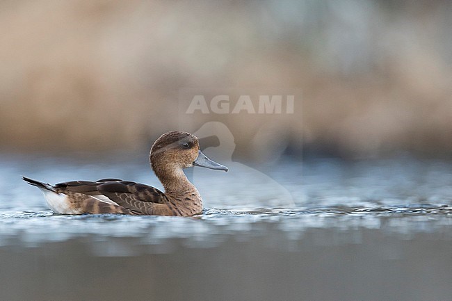 Hybrid adult Marbled Duck x Ferruginous Duck (Marmaronetta angustirostris x Aythya nyroca) swimming in a lake in Spain (Andalucia). stock-image by Agami/Ralph Martin,