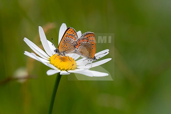 Violet Copper, Blauwe vuurvlinder, Lycaena helle stock-image by Agami/Wil Leurs,