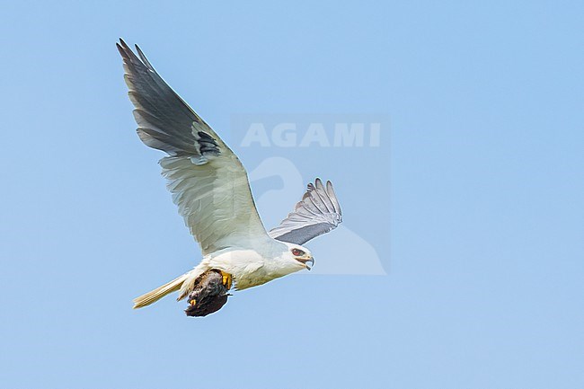 Adult with Sora
Galveston Co., TX
May 2023 stock-image by Agami/Brian E Small,