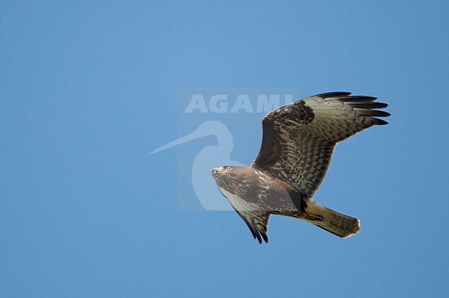 Common Buzzard (Buteo buteo)Sweden October 2011 stock-image by Agami/Markus Varesvuo,