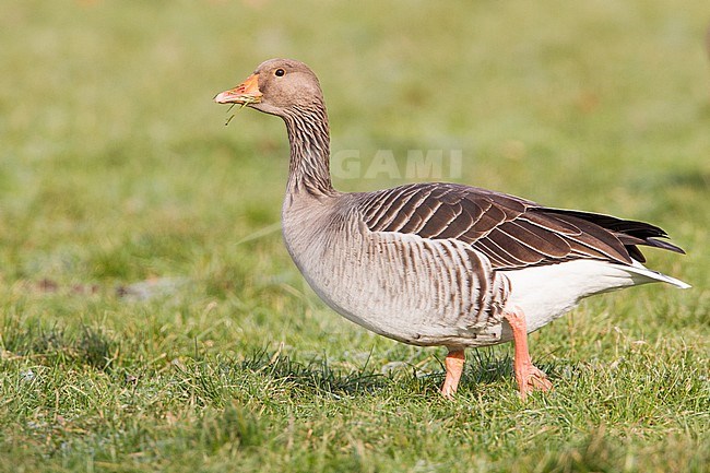 Greylag Goose, Anser anser stock-image by Agami/Menno van Duijn,