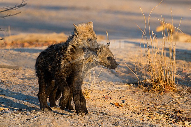 Portrait of two spotted hyena pups, Crocuta crocuta, in sunlight. Okavango Delta, Botswana. stock-image by Agami/Sergio Pitamitz,