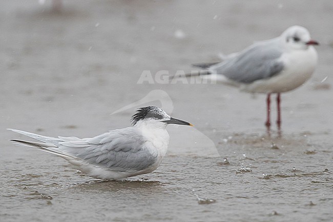 Sandwich Tern (Thalasseus sandvicensis), adult resting in shallow water together with a Black-headed Gull stock-image by Agami/Saverio Gatto,