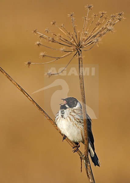 Zingende Rietgors zittend op stengel. Singing Reed Bunting sitting on twig stock-image by Agami/Markus Varesvuo,