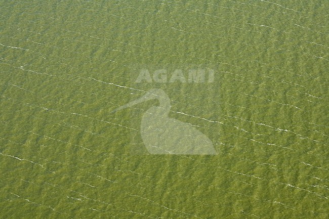 Luchtfoto van patroon in water; Aerial photo of pattern in water stock-image by Agami/Marc Guyt,