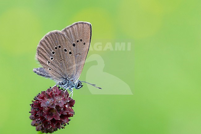 Female  Dusky Large Blue butterfly feeds on a Great Burnet flower. stock-image by Agami/Wil Leurs,