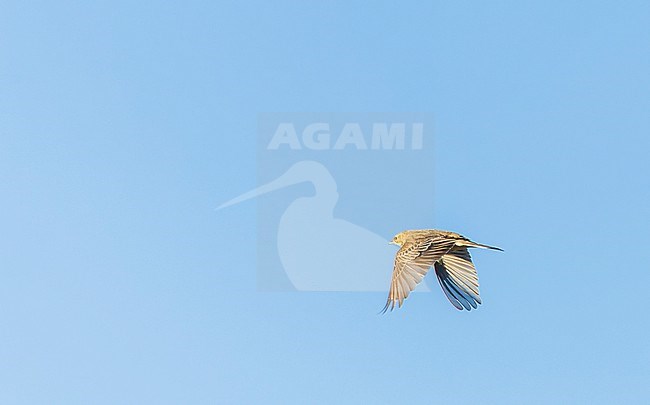 Rare vagrant Blyth's pipit (Anthus godlewskii) from eastern Asia on Utsira, Norway. stock-image by Agami/Marc Guyt,