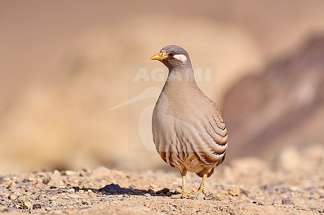 Sand Partridge (Ammoperdix heyi), male in the desert, Israel stock-image by Agami/Tomas Grim,