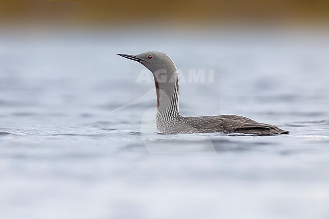 Red-throated Diver (Gavia stellata) in breeding plumage in northern Norway. stock-image by Agami/Daniele Occhiato,