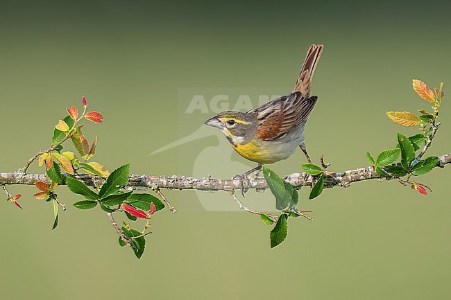 Adult male breeding
Madison Co., TX
May 2022 stock-image by Agami/Brian E Small,