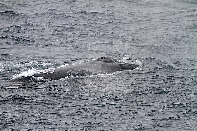 Humpback Whale (Megaptera novaeangliae) stock-image by Agami/Pete Morris,