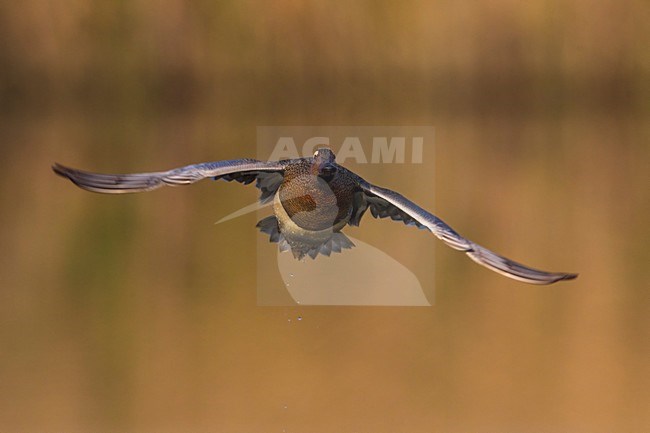 Vliegend mannetje Zomertaling, Garganey male in flight stock-image by Agami/Daniele Occhiato,