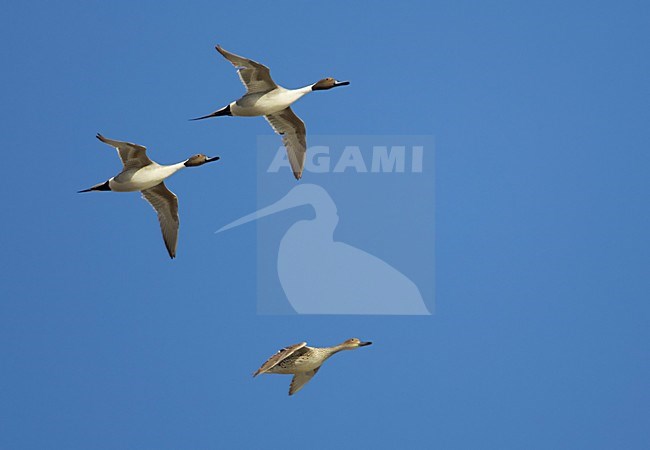 Pijlstaarten in de vlucht; Northern Pintails in flight stock-image by Agami/Markus Varesvuo,