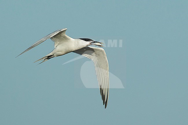 Adult Cabot's Tern (Thalasseus acuflavidus) in flight against a blue sky as background in Galveston County, Texas, USA. stock-image by Agami/Brian E Small,