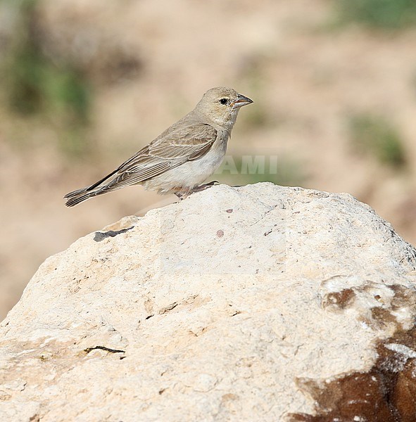 Bleke Rotsmus, Pale Rock Sparrow, Carpospiza brachydactyla stock-image by Agami/James Eaton,