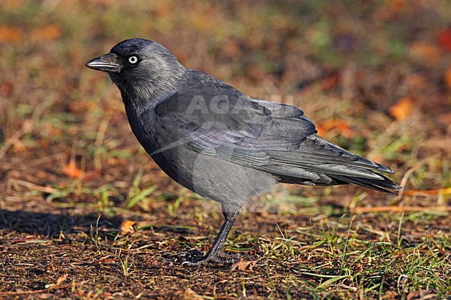 Kauw op de grond; Western Jackdaw on the ground stock-image by Agami/Markus Varesvuo,