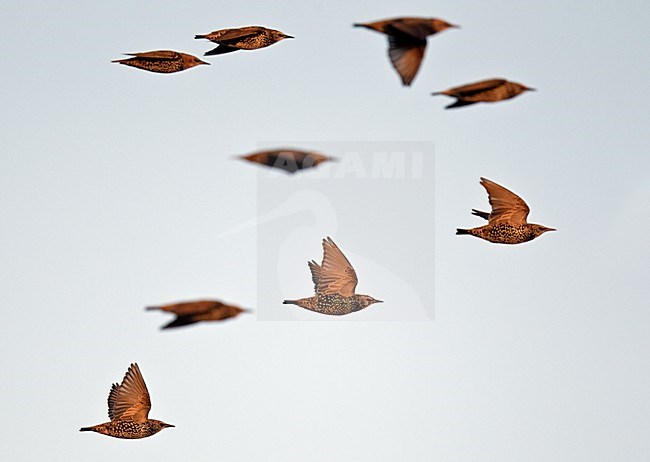 Spreeuwen in vlucht, Common Starlings in flight stock-image by Agami/Markus Varesvuo,