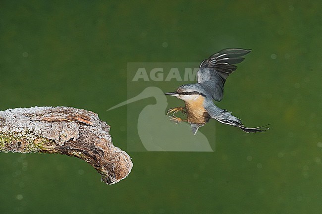 Eurasian Nuthatch; Boomklever stock-image by Agami/Alain Ghignone,