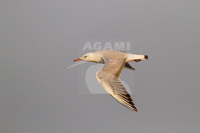 Slender-billed Gull - Dünnschnabelmöwe - Larus genei, Oman, 1st Winter stock-image by Agami/Ralph Martin,