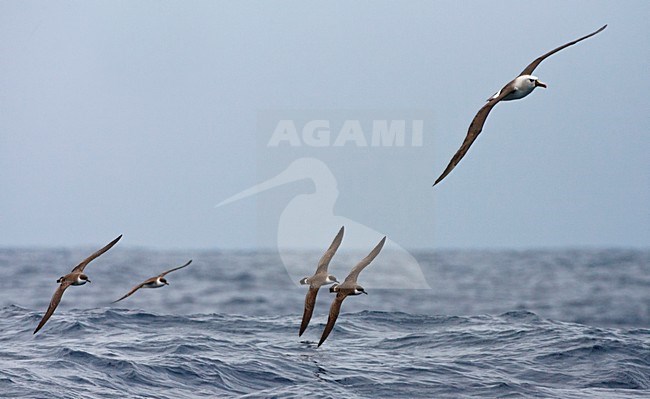 Grote Pijlstormvogel vliegend met Atlantic Yellow-nosed Albatross; Great Shearwater flying with Atlantic Yellow-nosed Albatross stock-image by Agami/Marc Guyt,