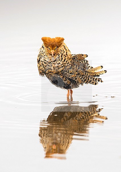 Volwassen man Kemphaan; Adult male Ruff (Philomachus pugnax) stock-image by Agami/Jari Peltomäki,