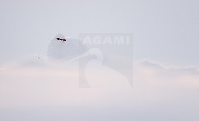 Male Ptarmigan (Lagopus mutus) during winter at Utsjoki in Finland. Hidden in plain sight. stock-image by Agami/Markus Varesvuo,