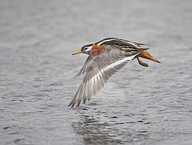 Red Phalarope adult summerplumage flying; Rosse Franjepoot volwassen zomerkleed vliegend stock-image by Agami/Markus Varesvuo,