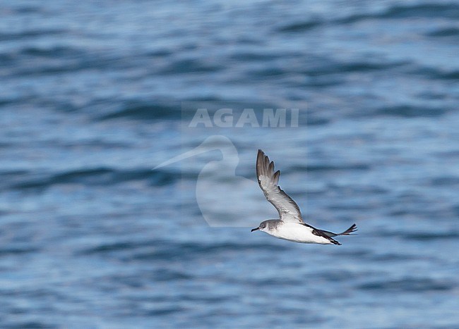 Manx Shearwater - Atlantik-Sturmtaucher - Puffinus puffinus, Ireland, adult stock-image by Agami/Ralph Martin,