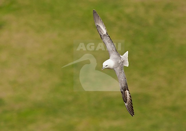 Noordse Stormvogel vliegend; Northern Fulmar flying stock-image by Agami/Roy de Haas,