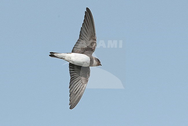 Sand Martin (Riparia riparia), juvenile flying, seen from under, showing underwings. stock-image by Agami/Fred Visscher,