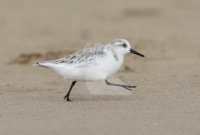 Drieteenstrandloper rennend over strand; Sanderling running over beach stock-image by Agami/Roy de Haas,