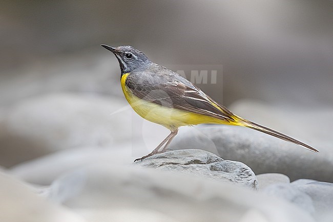 Grey Wagtail (Motacilla cinerea) in Italy. stock-image by Agami/Daniele Occhiato,