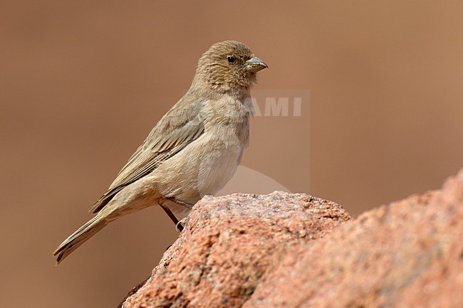 Vrouwtje Sinairoodmus; Female Sinai Rosefinch stock-image by Agami/Daniele Occhiato,