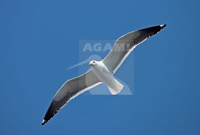 Kleine Mantelmeeuw volwassen vliegend; Lesser Black-backed Gull adult flying stock-image by Agami/Jari Peltomäki,