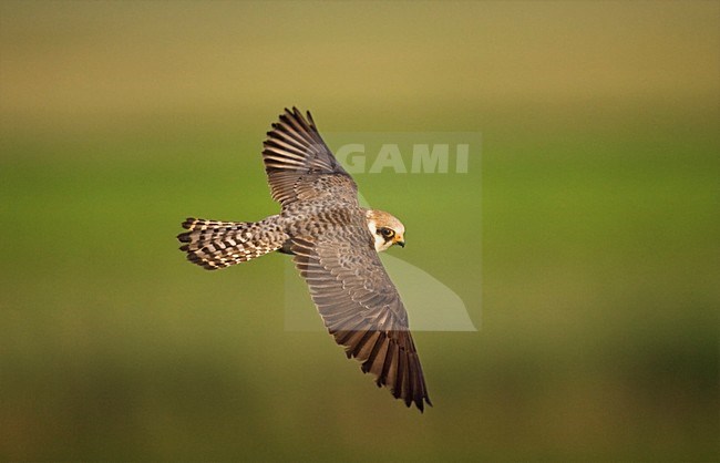 Roodpootvalk, Red-footed Falcon, Falco vespertinus stock-image by Agami/Marc Guyt,