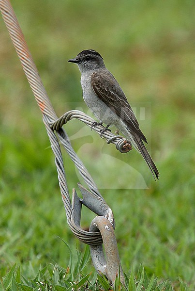 Crowned Slaty Flycatcher, Griseotyrannus aurantioatrocristatus pallidiventris, perched on a wire stock-image by Agami/Andy & Gill Swash ,