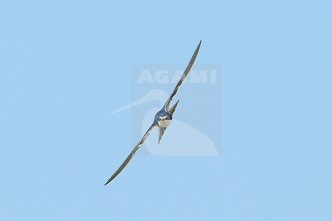 White-rumped Swallow (Tachycineta leucorrhoa) flying against a blue sky as a background, Bolivia stock-image by Agami/Tomas Grim,