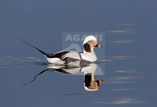 IJseend, Long-tailed Duck, Clangula hyemalis stock-image by Agami/Hugh Harrop,